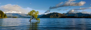 Tree in lake with mountains in background